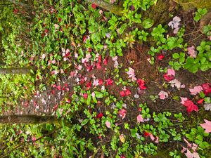 Path confetti at Campsite 1856