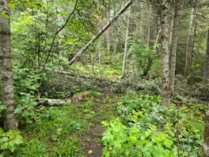 Fallen tree at Campsite 1551