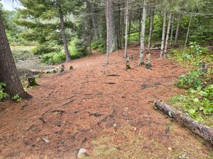 Yet more open space at Campsite 1551