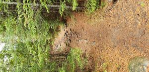 Portage from West Bearskin into Duncan