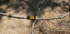 Little friend