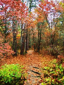 Colors of the Basswood River