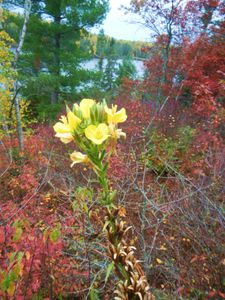 Common mullein