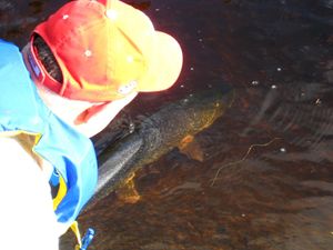 Pike release