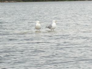 Walking on water