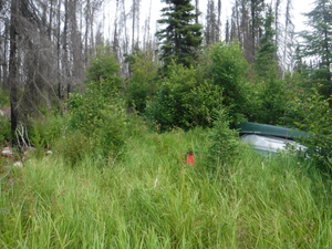 South entrance to 700m portage to Mimi Lake