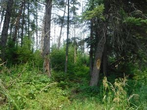 South entrance of 200m portage looking north