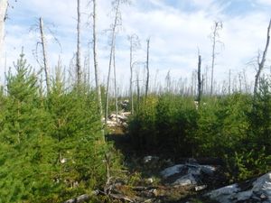 Easy to find portage trail through new post-fire regrowth: photo looking north