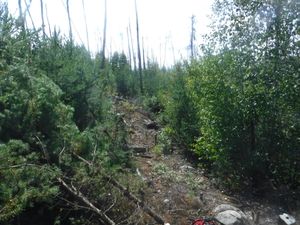 cleared portage trail through dense re-growth jack pine: photo looking south