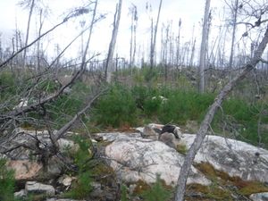 Burnt campsite on Lac Lammont looking west