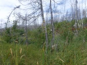 Old flagging marking start of Anchor portage that is gone