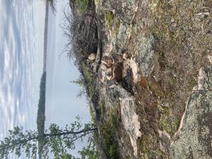 Unmarked campsite on Upper Hatchet Lake looking west