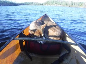 Very tired canoeing partner named Mush