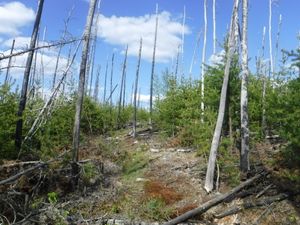 Cleared portage trail looking east