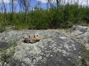 new growth covering up tent spots at campsite KZ looking north