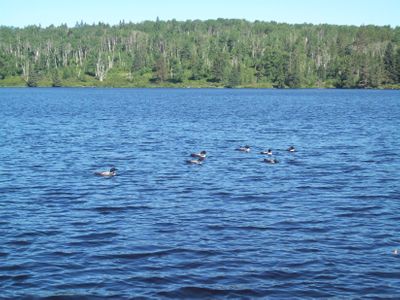 Dent Lake Loons