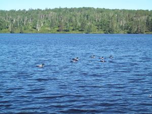 Dent Lake Loons