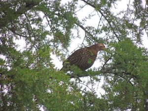 Davis Lake Grouse