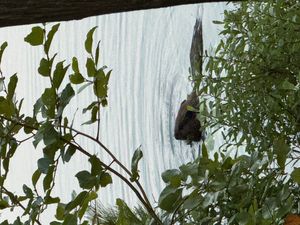 Dore - Beaver in camp