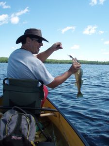 Gull Lake Walleye