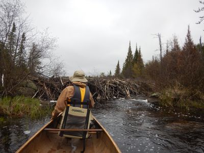 beaver dam