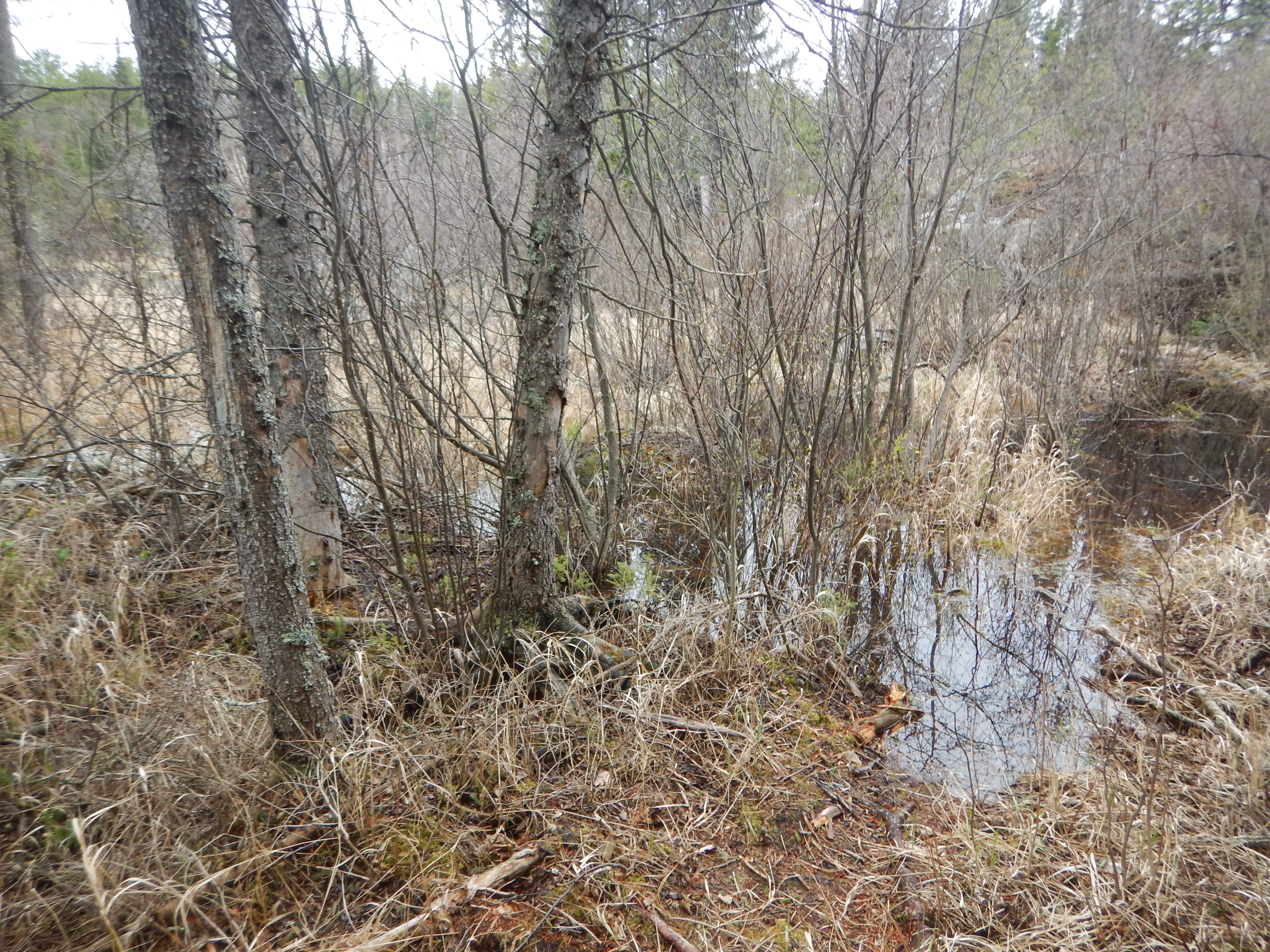 wet trail