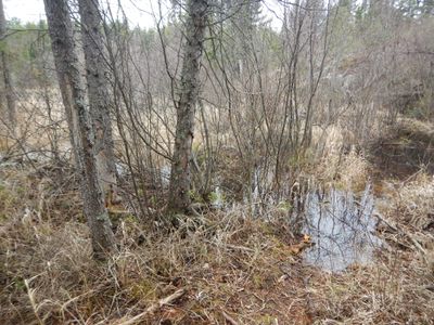 wet trail
