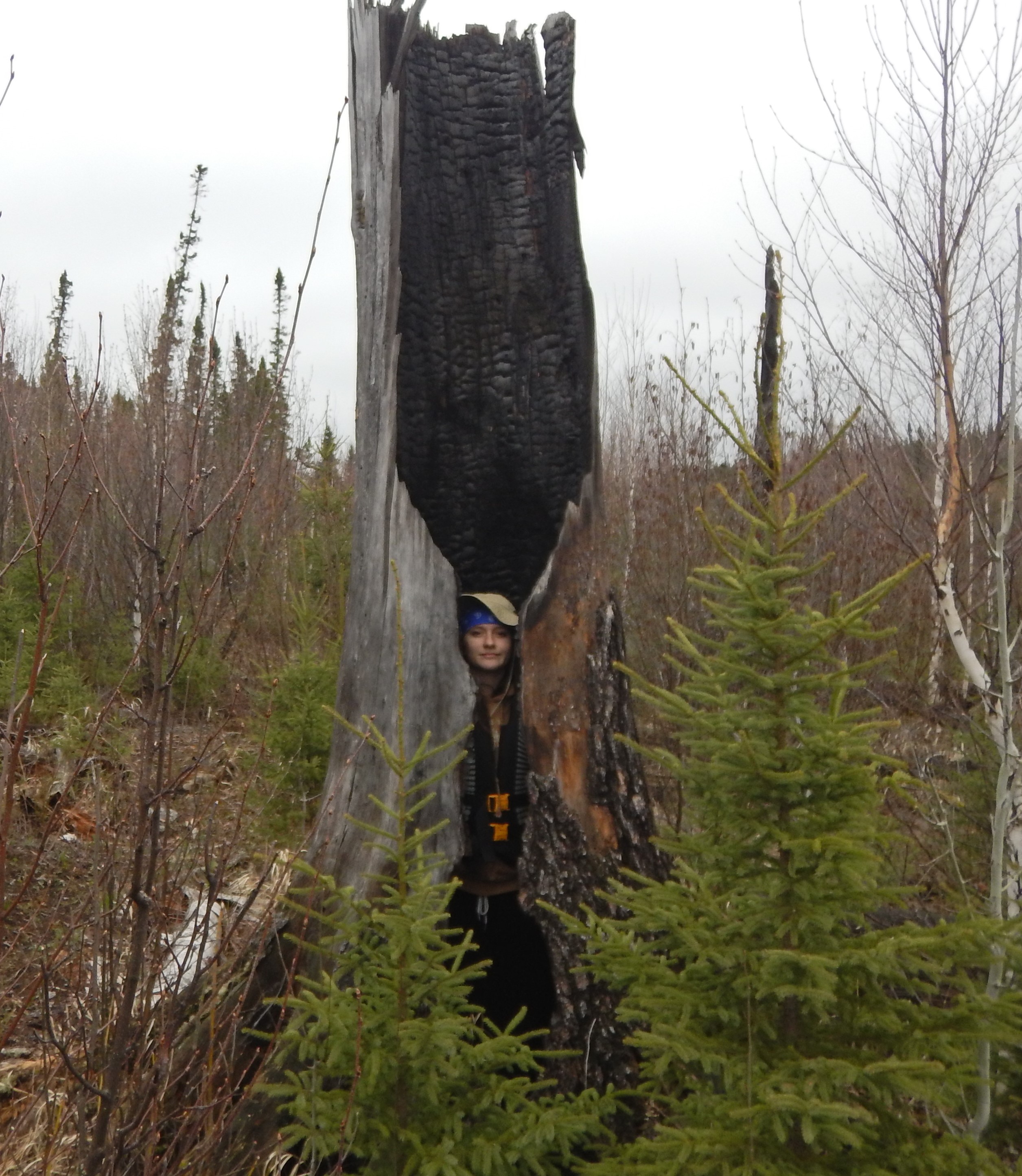 hollow tree