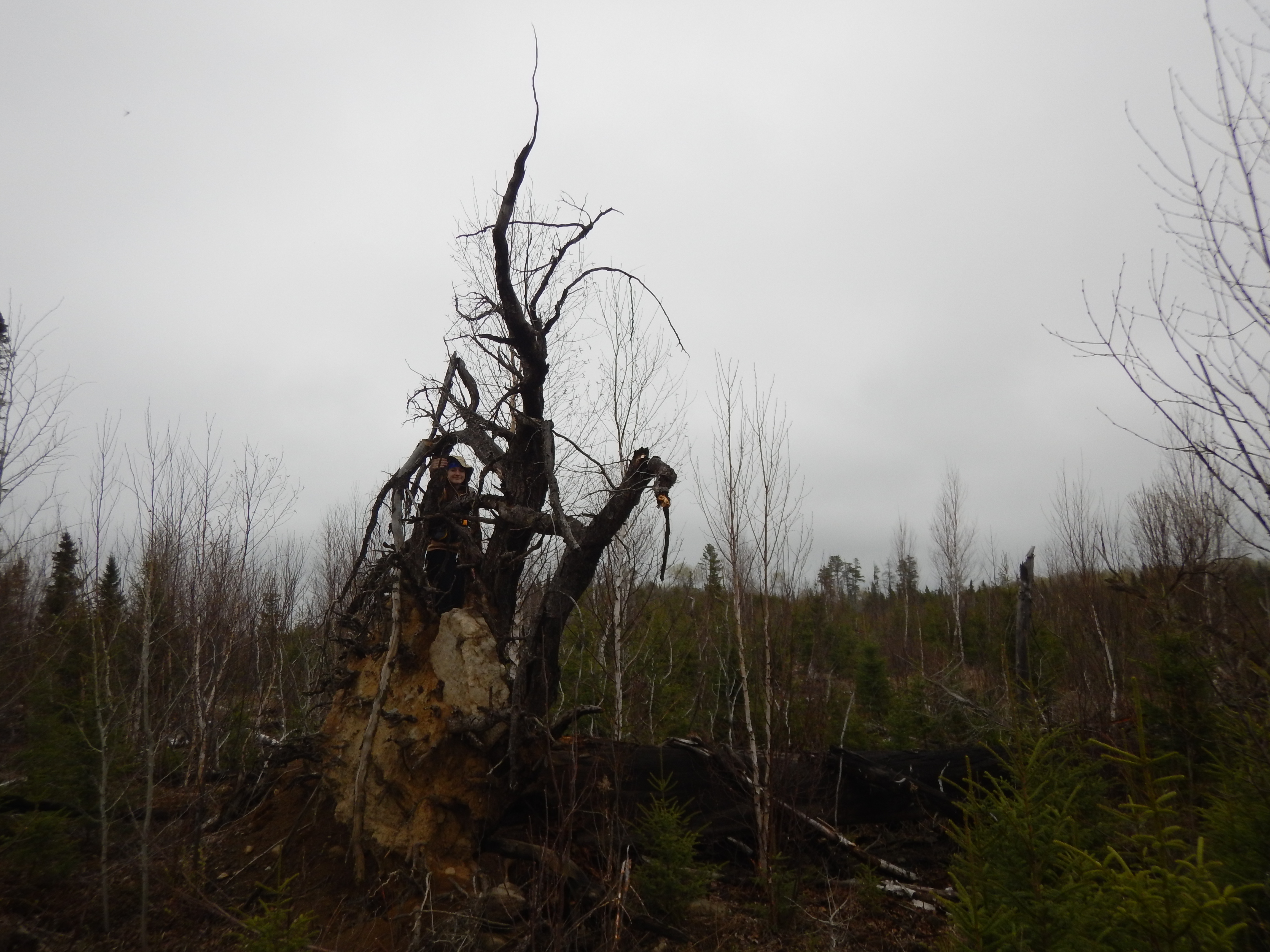 tree root