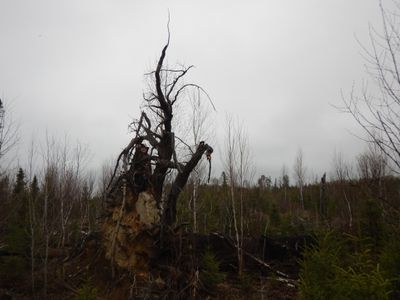 tree root