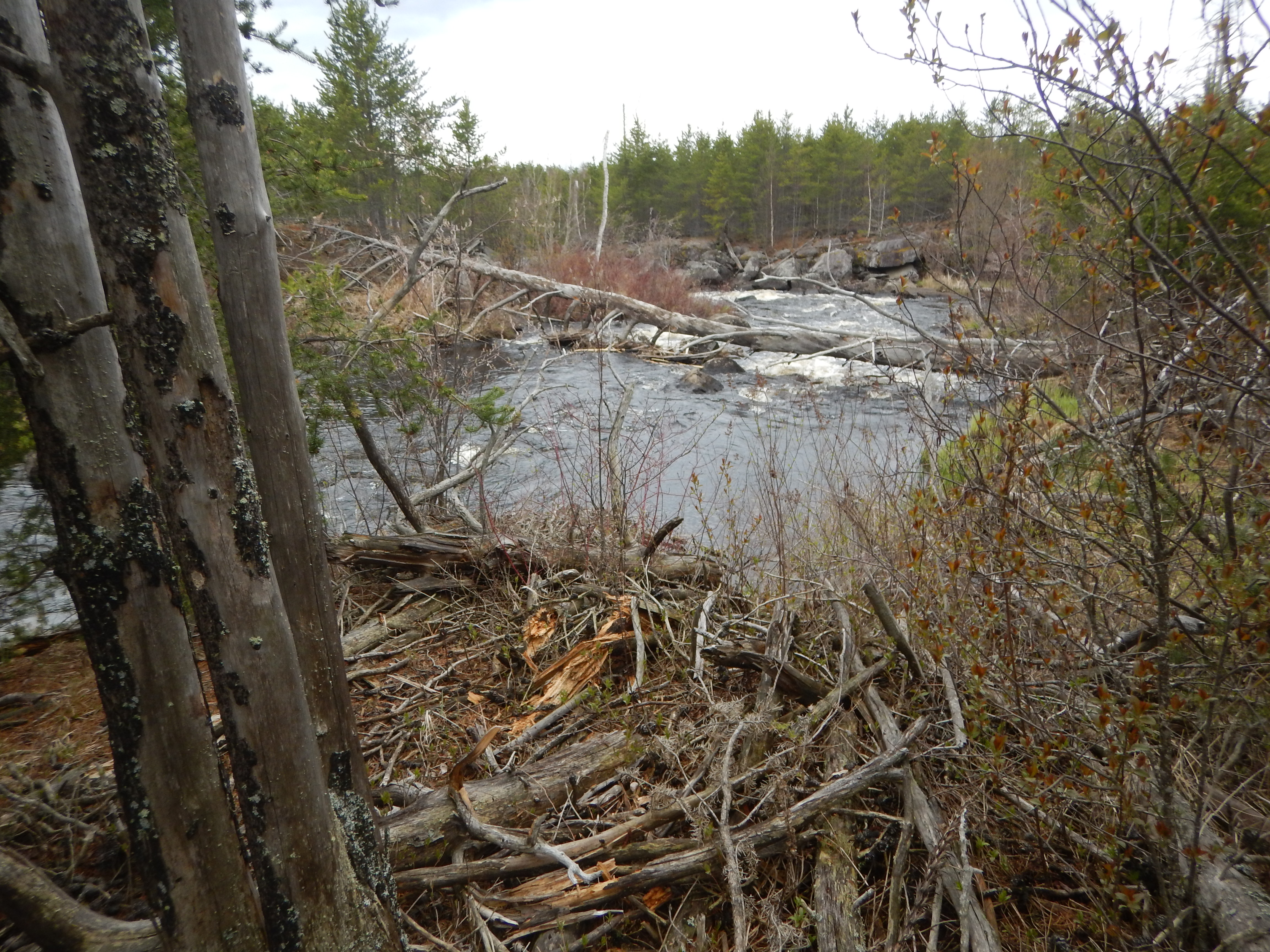 rapids