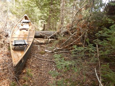 downed tree