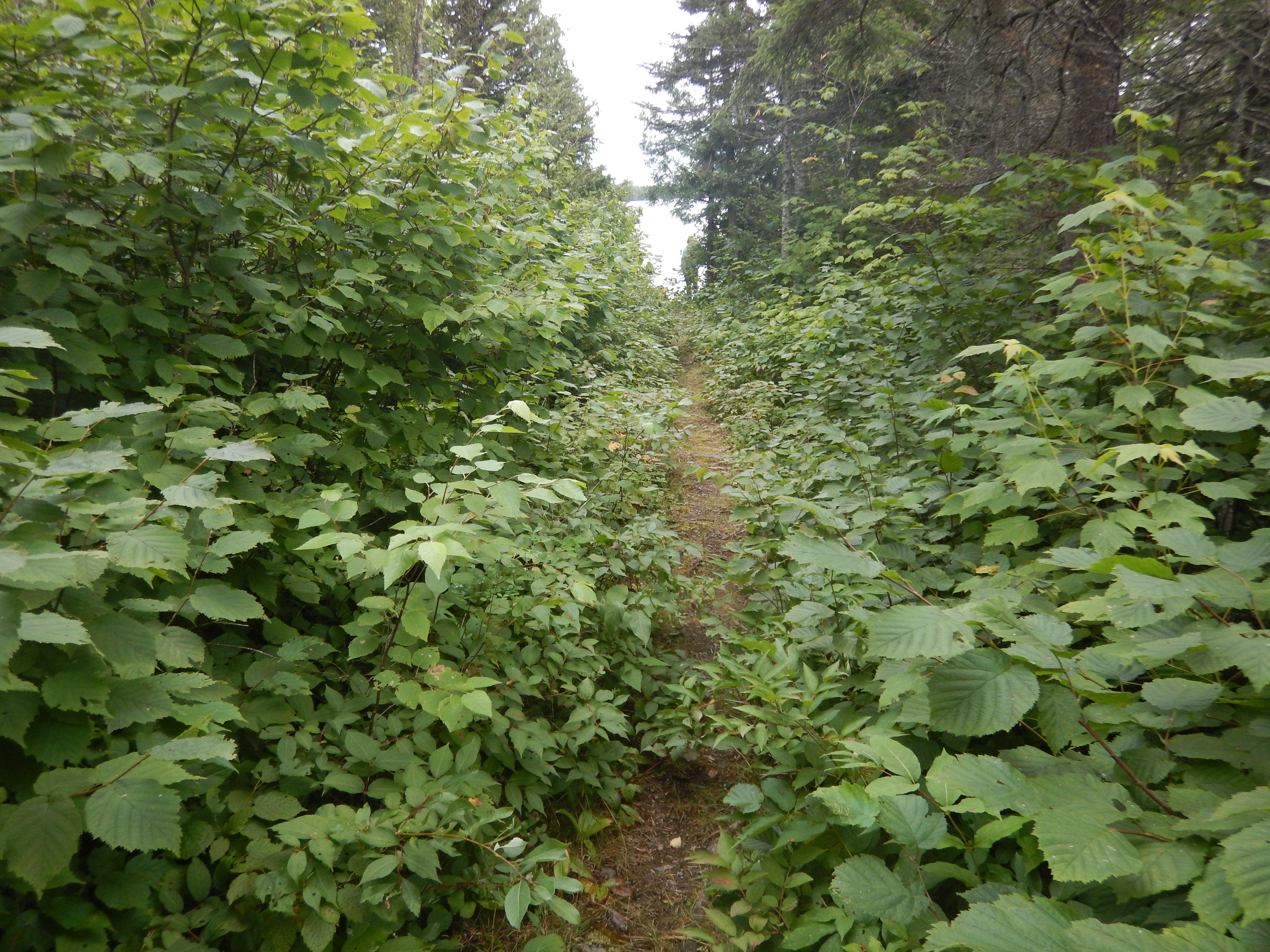 portage #970