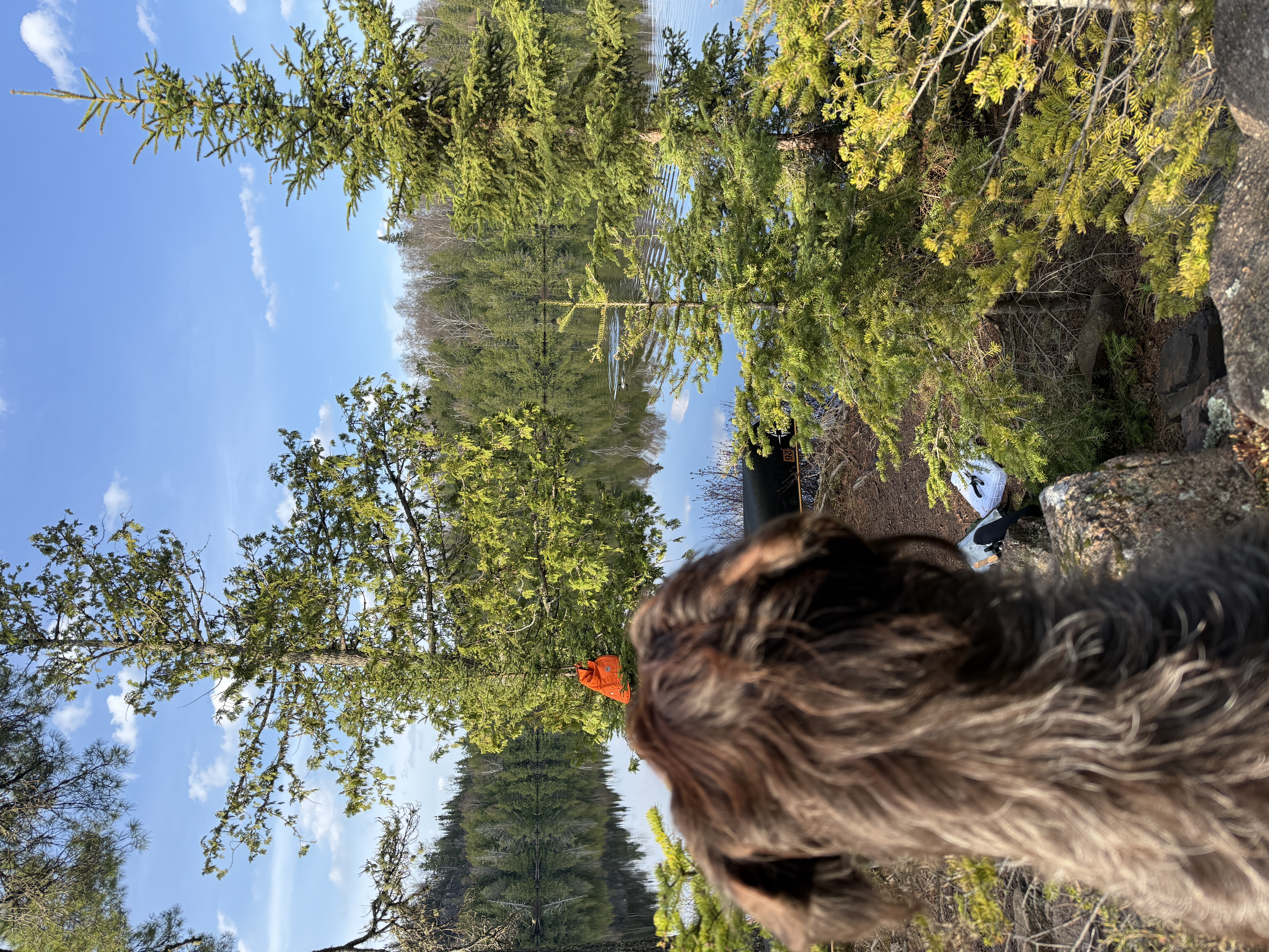 Loon Watching