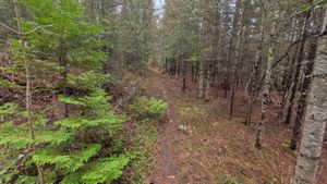 Campsite 1306