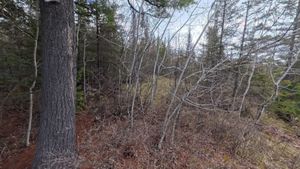 Campsite 1262
