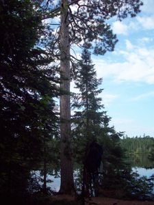 Pine on Horseshoe