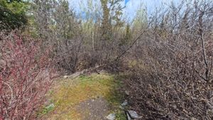 Campsite 1268
