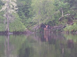 Moose on Allen