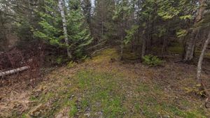 Campsite 1228