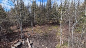 Campsite 1231