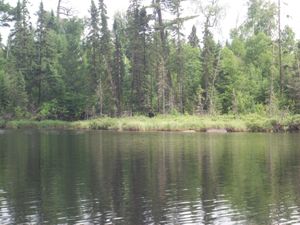 Find the moose