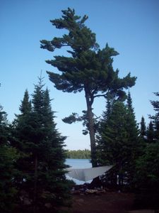 Caribou Lake Pine