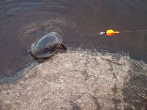 Turtle