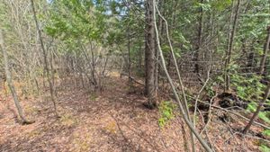 Campsite 1402