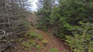 Spider Lake - Where Campsite is Marked
