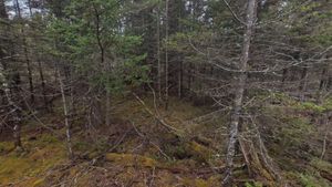 Campsite 1403