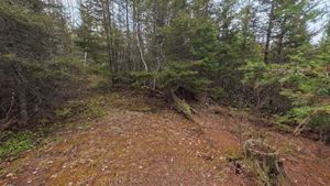 Campsite 1411