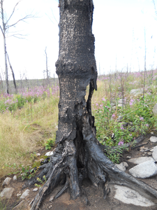 Fire Area