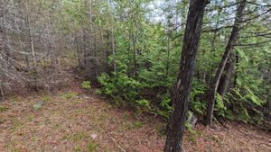Campsite 1443